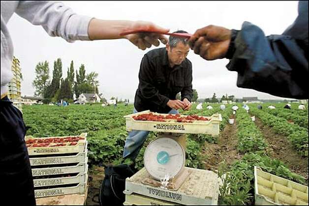 Steve Sakuma helps weigh strawberries during the first harvest at Sakuma Brothers Farms in this 2002 photo.