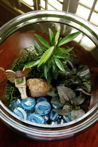Buchanan's Native Plants Sandy Lee's magical terrarium scene includes blue glass rocks representing water, a garden fairy, a rock, moss, a tiny weeping fig and pileas. Photo: John Everett / John Everett