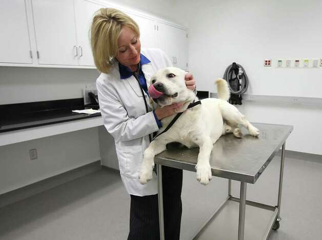 Dr. Terry Fossum, A&M professor of veterinary medicine, founded the Texas Veterinary Cancer Registry to help researchers identify sick pets. Photo: Karen Warren / � 2012  Houston Chronicle