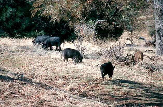 Hunting wild pigs in southern california