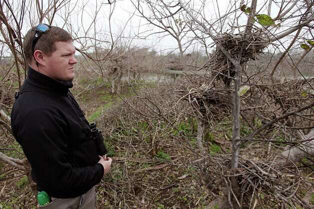 Marc Reid, Houston Audubon coastal sanctuaries manager, examines nests from the previous nesting season at the Smith Oaks Sanctuary. The drought has damaged the rookery, but he is hopeful birds will return. Photo: Brett Coomer / © 2012 Houston Chronicle