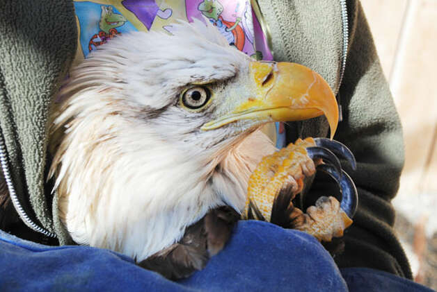 http://www.seattlepi.com/local/article/WSU-saves-bald-eagle-from-lead-poisoning-3406640.php#next