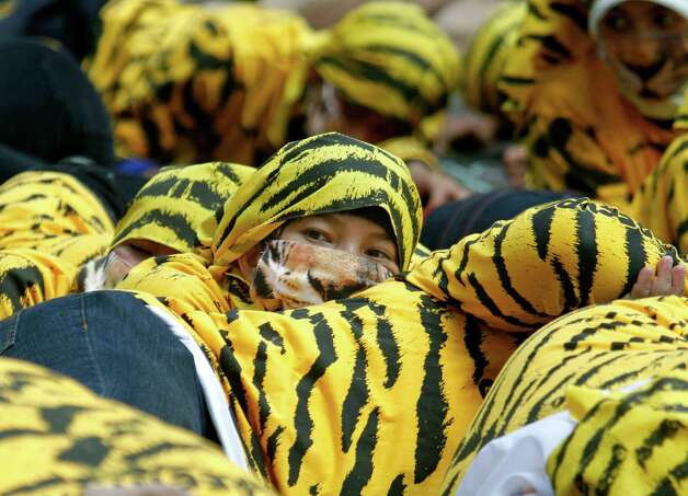 An Indonesian Greenpeace activist wearing a tiger suit looks up while participating in a protest to call for Sumatran tiger protection at the Forestry Ministry in Jakarta, Indonesia, Wednesday. Dozens of activists staged the protest demanding the government to investigate illegal practices such as cutting down natural forests conducted by pulp and paper companies that will lead to the destruction of the Sumatran tiger's habitat. Photo: AP / SL  Tiger Poaching Protestors  628x471