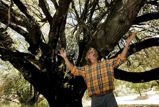 Matteo Garbelotto, with a 300-year-old Coastal Oak being killed by sudden oak death disease, at the Fairfield Osborn Preserve, a nature reserve run by Sonoma Sate University, East of Rohnert Park, Ca., in Sonoma County,  on Tuesday June 19, 2012.  Garbelotto is the creator of the SODMAP, a comprehensive map ever put together of sudden oak infections in the Bay Area. Every documented test by researchers at UC Berkeley and UC Davis, Calfire and the California Department of Food and Agriculture is plotted on SODMAP. Photo: Michael Macor, The Chronicle / SF