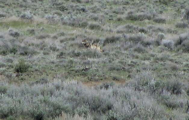This May 8, 2012 photo provided by the California Department of Fish and Game shows OR-7, the Oregon wolf that has trekked across two states looking for a mate, on a sagebrush hillside in Modoc County, Calif. A California Department of Fish and Game biologist spotted the wolf and took this photo while out visiting ranchers in the area. The wolf's presence in California has prompted conservaiton groups to seek state endangered species proteciteoin for wolves. Tehama County supervisors recently told the state they oppose the move. (AP Photo/Richard Shinn/California Department of Fish and Game) Photo: Richard Shinn, Associated Press / SF