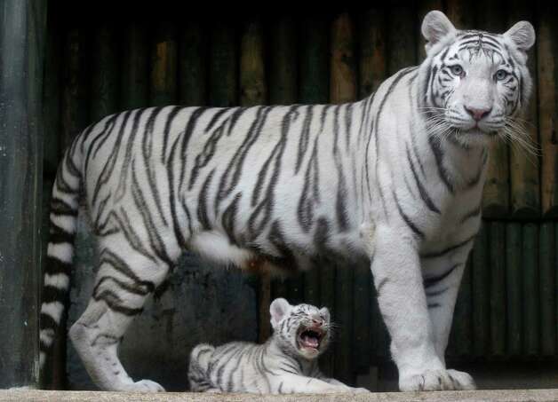 A rare white Indian tiger cub sits at the feet of its mother Surya Bara at a zoo in the city of Liberec, Czech Republic, Monday, Sept. 3, 2012. It's one of triplets that were born in July. Photo: Petr David Josek, AP / AP