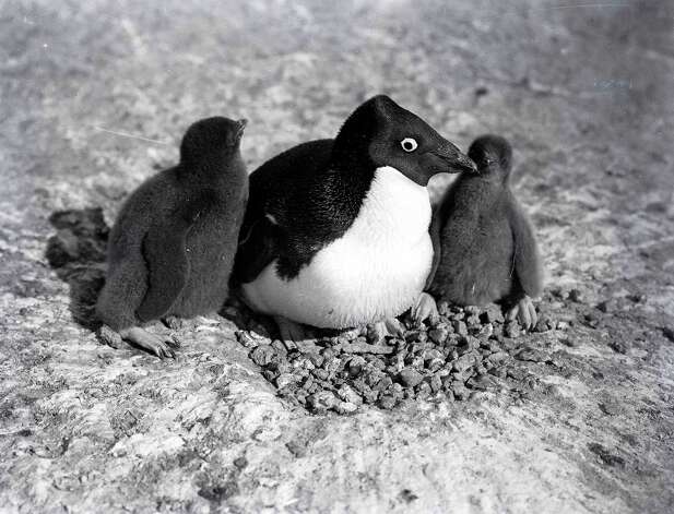 An Adelie penguin with baby chicks by the nest. Photo: Popperfoto, H.G. Pointing/Terra Nova / Popperfoto