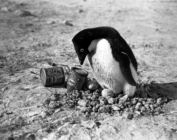 An Adelie penguin guarding eggs in its nest while standing next to two cans of Lyle's syrup on the ground. Photo: Popperfoto, H.G. Pointing/Terra Nova / Popperfoto