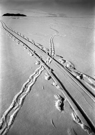Tracks in the snow of an Adelie penguin crossing the path of a sledge track. Photo: Popperfoto, H.G. Pointing/Terra Nova / Popperfoto