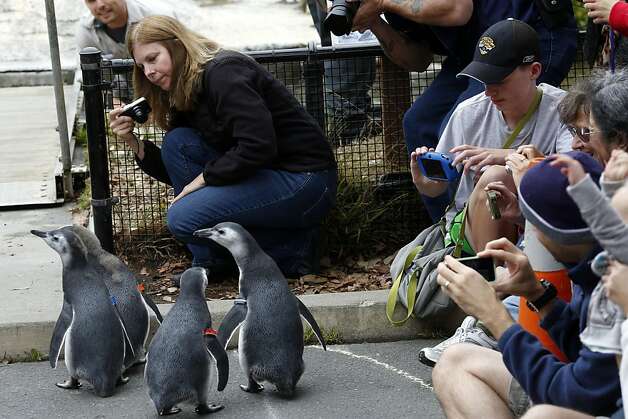 Four of the five penguin chicks stop at the gate to their new habitat during the March of the Penguins at the San Francisco Zoo in San Francisco, Calif. on July 27, 2013. Photo: Ian C. Bates, The Chronicle