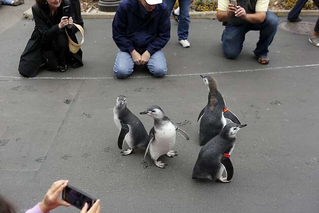 Four penguin chicks check their surroundings while marching towards their new habitat during the March of the Penguins at the San Francisco Zoo in San Francisco, Calif. on July 27, 2013. Photo: Ian C. Bates, The Chronicle
