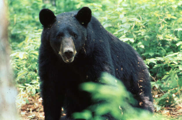 Black Bears of East Texas. Photos provided by the East Texas Black Bear Task Force. Photo: Handout