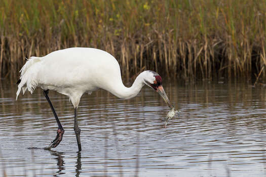 Texas Whooping Cranes An adult whooping crane feeds on a blue crab in a shallow marsh at the Aransas National Wildlife Refuge near Rockport, Texas.  Photo Credit:  Kathy Adams Clark   Restricted use. Photo: Kathy Adams Clark / Kathy Adams Clark/KAC Productions