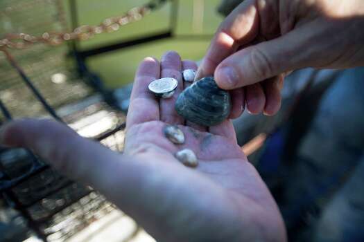 Norman Johns a water resources scientist with the National Wildlife Federation holds a group of dead Rangia clams of various ages during a survey of the Rangia clam bed population in Trinity Bay Wednesday, Oct. 15, 2014, off the coast of Baytown. ( Johnny Hanson / Houston Chronicle ) Photo: Johnny Hanson, Staff / © 2014  Houston Chronicle