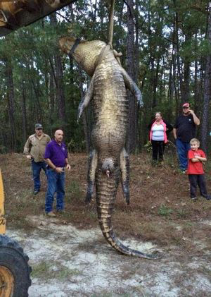 alligator rayburn monster killed country warden game inman morgan shoots jasper beaumont