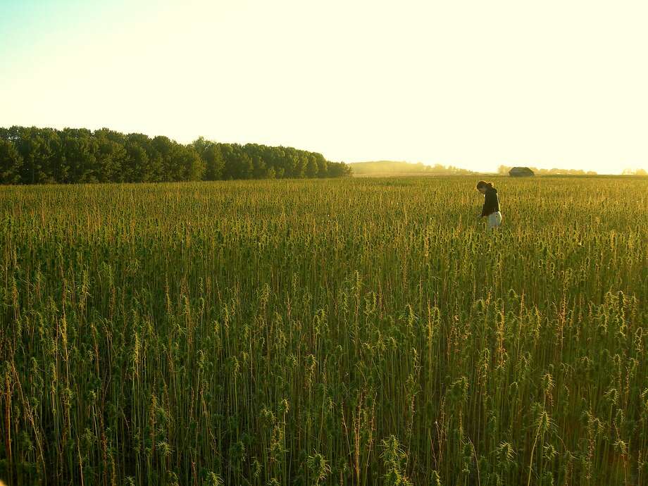 September 2011, Saskatchewan Canada. Hemp grain crop ready for harvest. Photo: Hemp Industries Association