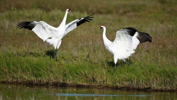 Waterfowlers afield along Texas' mid-coast sometimes are lucky enough to hear and see, up close, some of the 300 or so members of the world's only wild flock of iconic, endangered whooping cranes. Photo: Nick De La Torre, Staff / Houston Chronicle