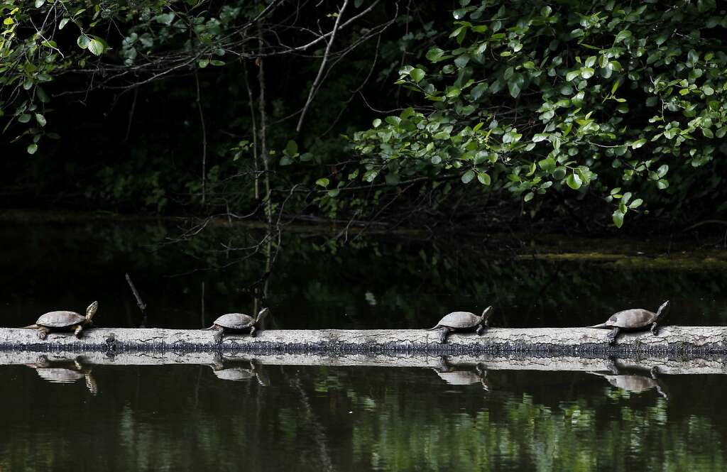 Western pond turtles line up on a log at Tilden Park's Jewel Lake in Berkeley, Calif. on Wednesday, May 13, 2015. State fish and wildlife officials are urging people to leave turtles alone if they see one in dry terrain as they could simply be en route to nesting areas away from ponds or creeks and not in distress. Photo: Paul Chinn, The Chronicle