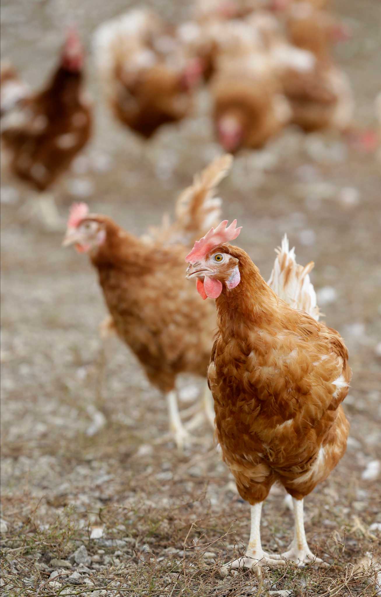 What are some associated costs with a chicken ranch?
