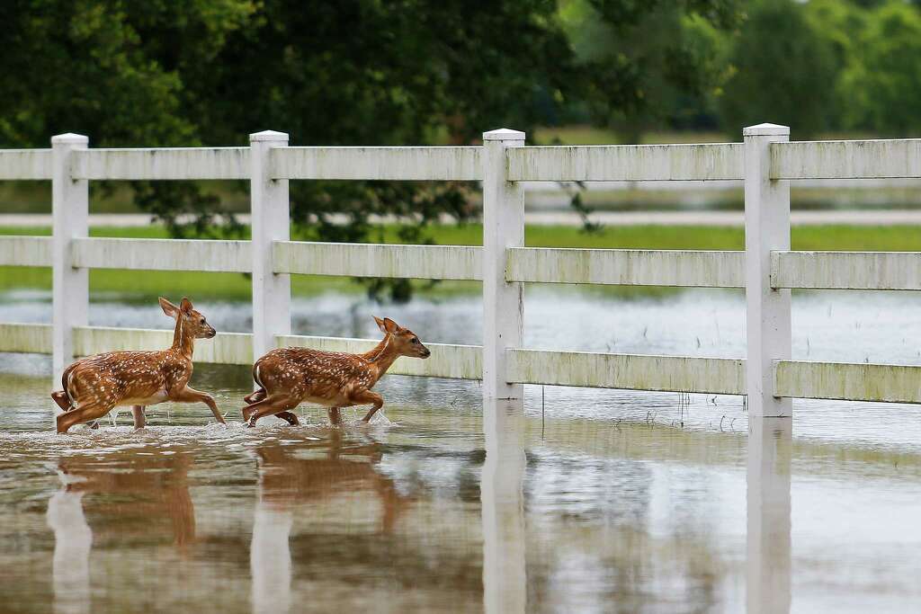 Two fawn deer walk through flood water off FM 1462 to try to escape the rising Brazos River Friday, June 3, 2016 in Rosharon. Photo: Michael Ciaglo, Houston Chronicle / © 2016  Houston Chronicle