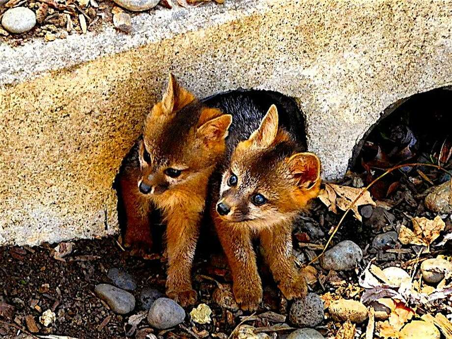 A pair of young gray foxes poke their heads out of their den, a culvert in a dry creek in the Tice Valley area of Walnut Creek. From the Bay Area and beyond, life of all kinds is emerging. Photo: Tom Stienstra, Brian Murphy / Special To The Chronicle