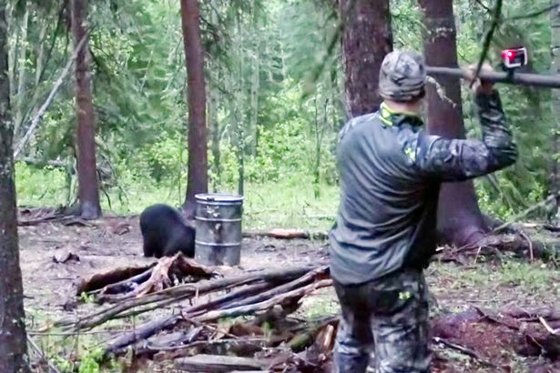Alberta to ban spear hunting after bear video sparks outrage - Beaumont Enterprise