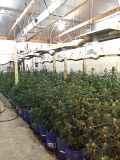 3,493 pot plants seized in Brazoria County drug bust