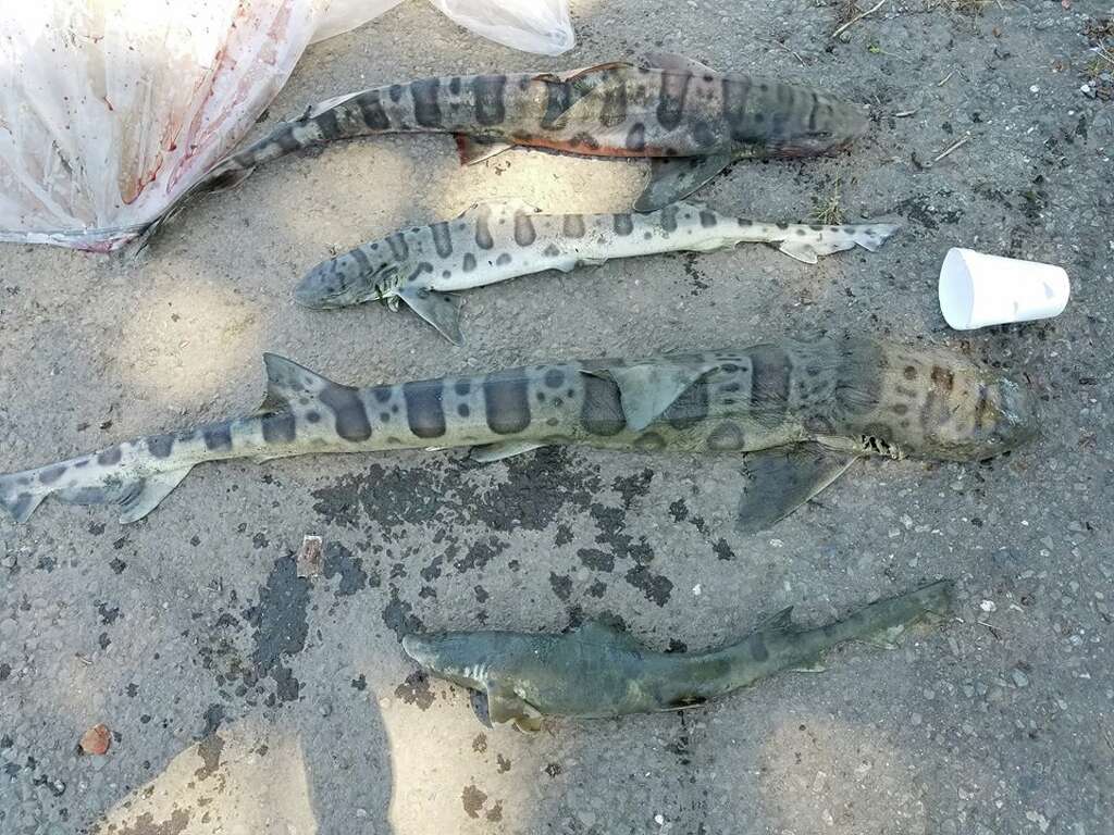 Over the past seven weeks, the Pelagic Shark Research Foundation has responded to hundreds of reports of washed up leopard sharks.  Photo: Pelagic Shark Research Foundation
