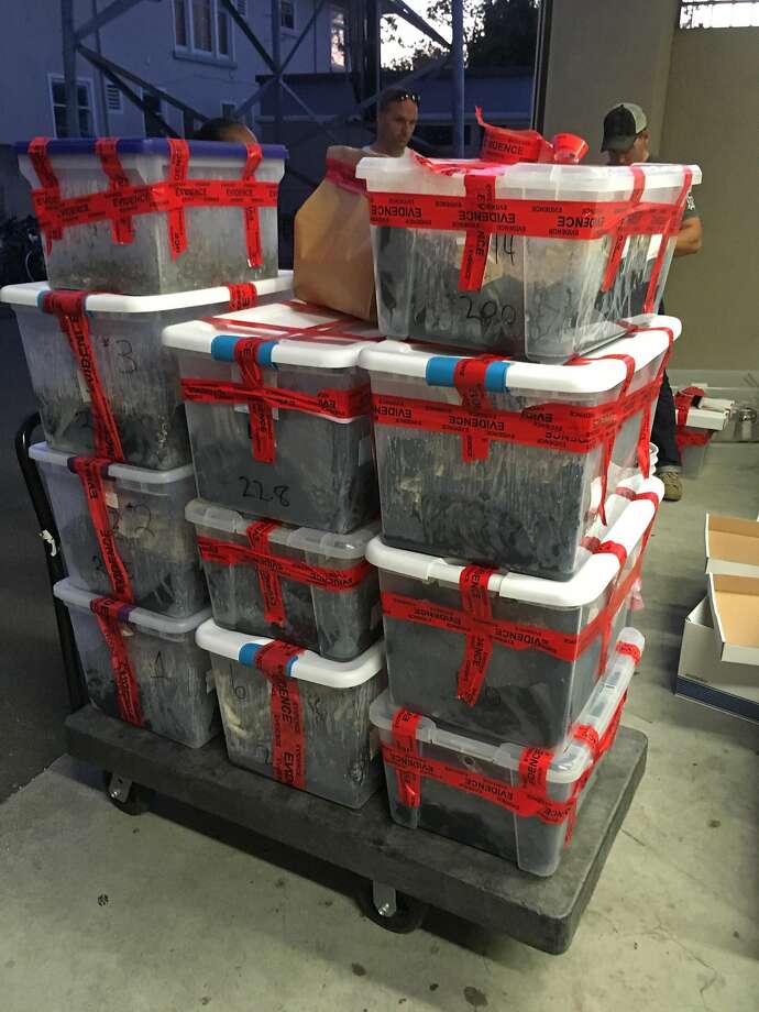 Berkeley police say they found nearly 700 pounds of psilocybin mushrooms at a house in Berkeley. Photo: Credit: Berkeley Police Department