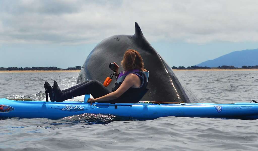 Whale nudges Half Moon Bay paddleboarder near coastline