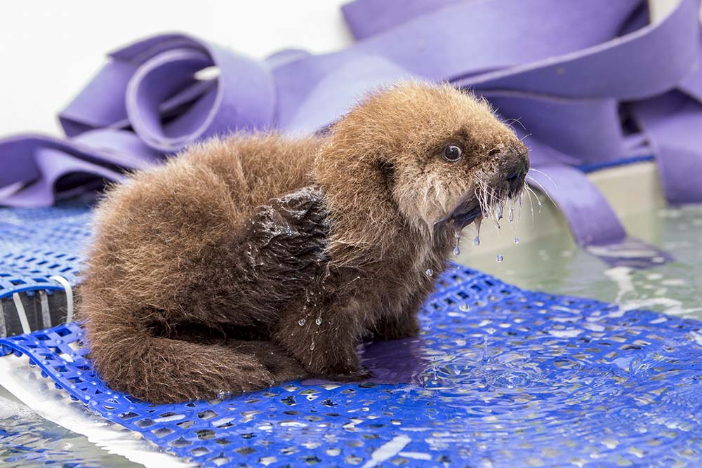 Sea otter pup reunited with mom in cutest video