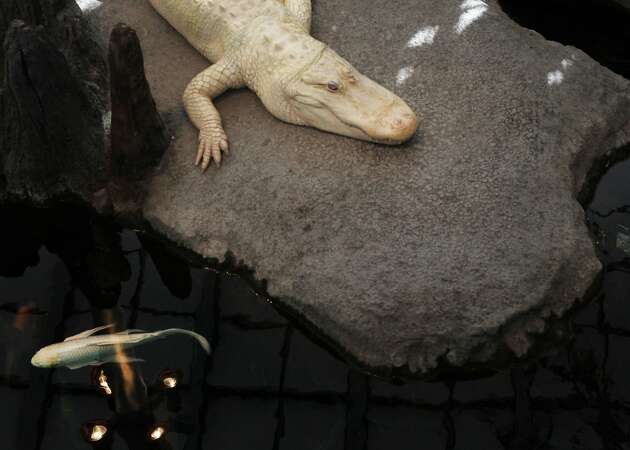 A celebration of Claude, the Academy of Sciences' albino alligator, on his 21st birthday