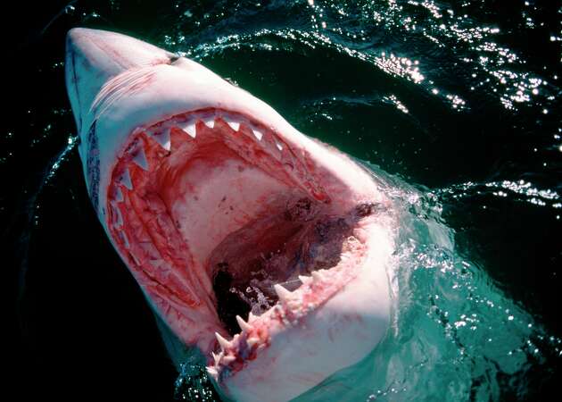 Great white shark attacks kayaker off California coast