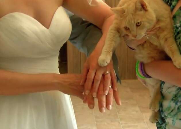 Couple lives the dream, marries in front of 700 cats at California sanctuary