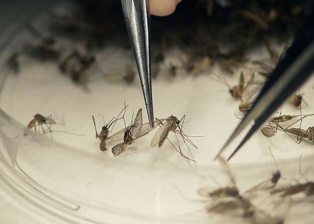 Two cases of Zika-related birth defects reported in California