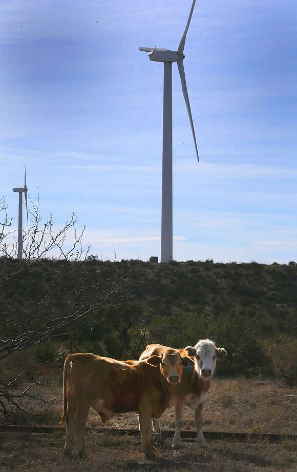 Cattle roam on a mesa near Iraan on the site of the Desert Sky Wind Farm. Building transmission lines to carry electricity generated from Texas’ abundant win was a good investment. Photo: John Davenport /San Antonio Express-News / ©San Antonio Express-News/John Davenport