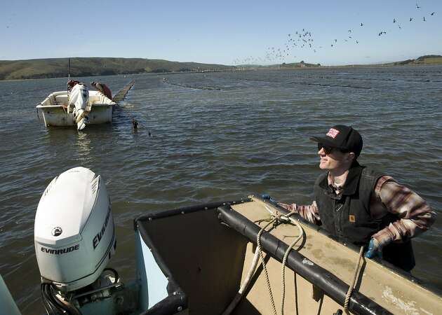End of drought not all good for Bay Area oyster farms