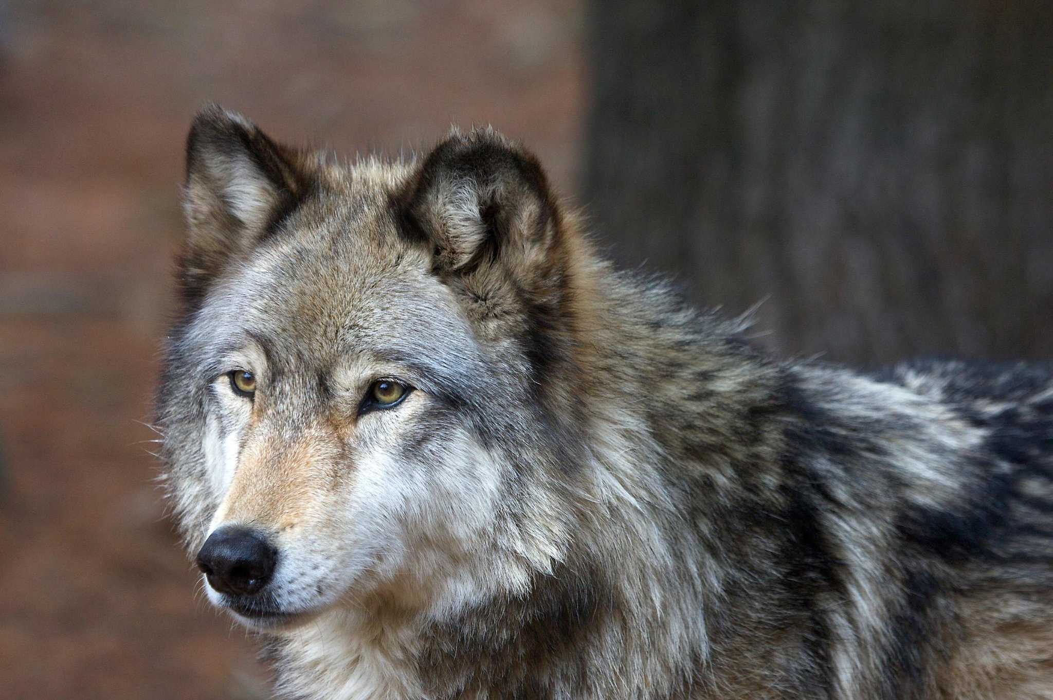 Beardsley Zoo calls the dentist for two wolves - Connecticut Post