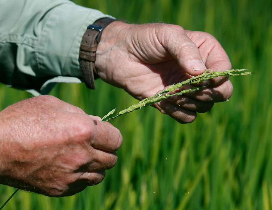 Michael Rue, above, checks out this season’s rice crop, left, by inspecting one of the first stalks to mature at his Rue and Forsman Ranch in Olivehurst (Yuba County). Photo: Paul Chinn, The Chronicle