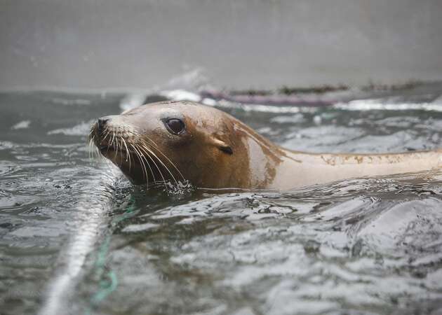 Swimmer bitten in 4th sea lion attack at SF's Aquatic Park