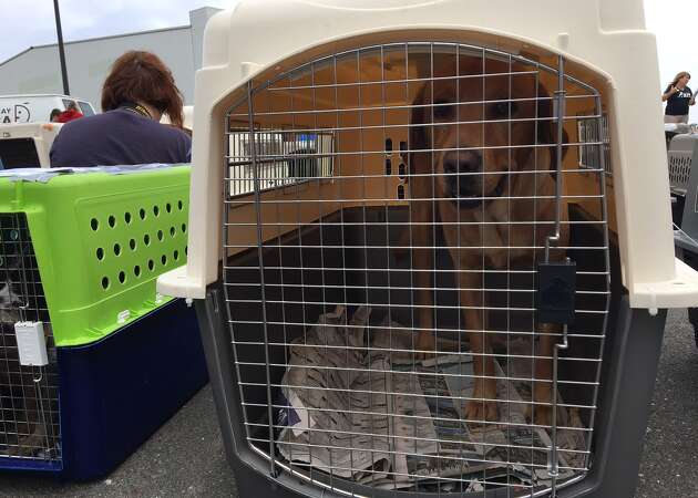 Dogs, cats fleeing Hurricane Irma arrive in the Bay Area searching for new homes