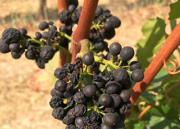 Torrid temperatures shrivel California wine grapes to raisins