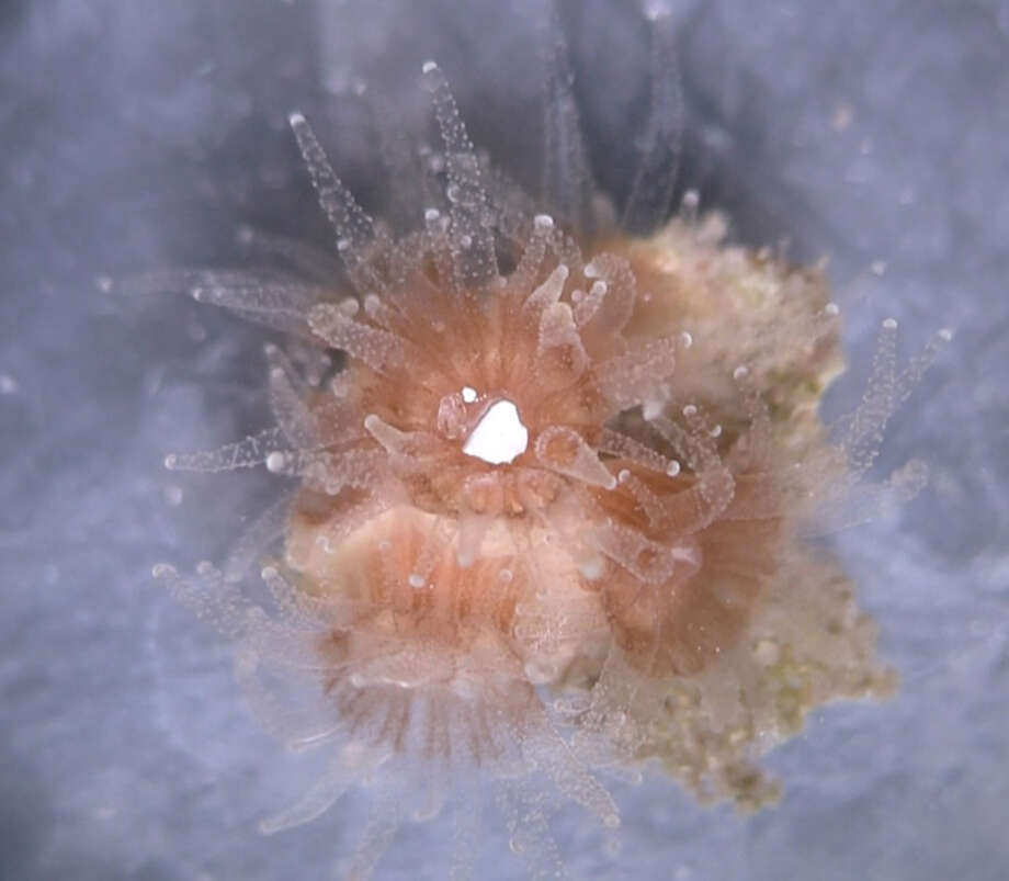 A coral polyp eats a white plastic speck. Photo: Photo By Alex Seymour, Duke University / handout