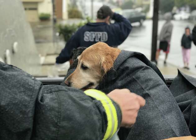 Truck full of dogs crashes into SF home; 2 pups still missing