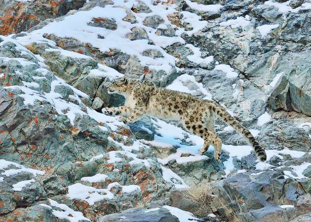 Tracking the elusive snow leopard of Ladakh