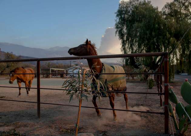 Ojai, flames, horses — and a cowboy who rides in to the rescue