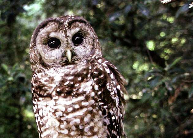 Rat poison from pot farms poisoning owls, study finds
